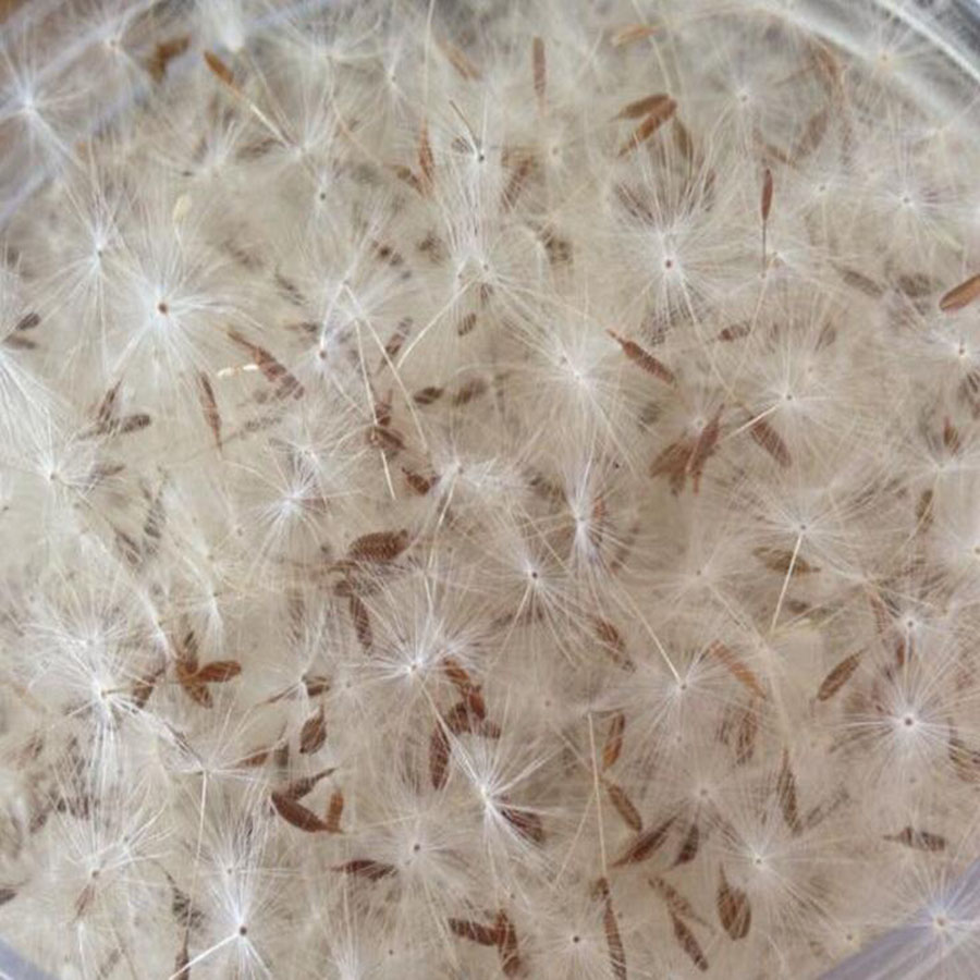 Jewelry Making 3 Year Old - Mini White Dried Dandelion Flor, resina