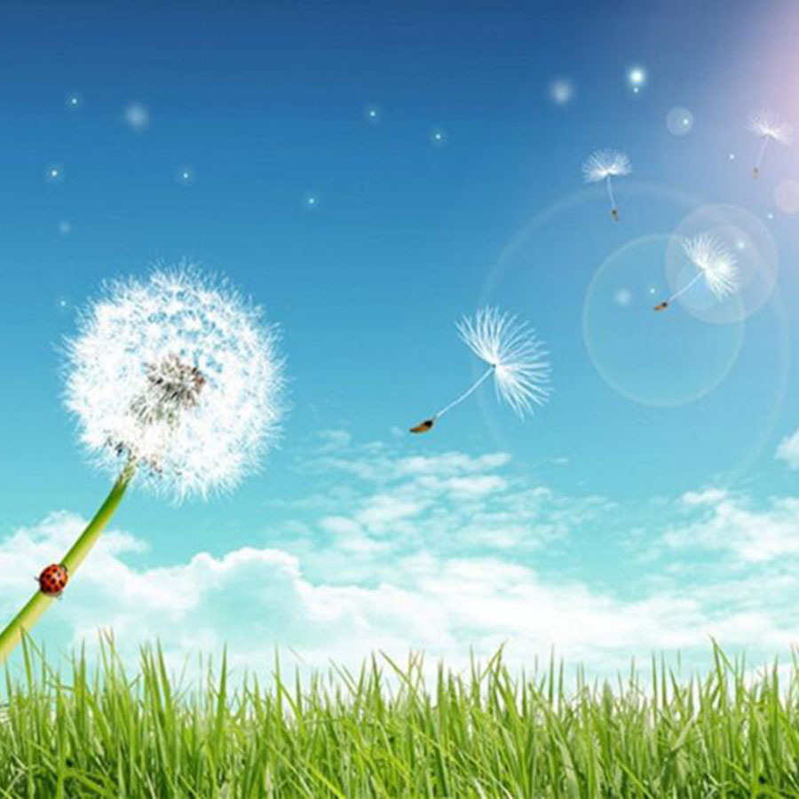 Mini White Dried Dandelion Flo - Jewelry Making 3 Year Old avaliação e preço